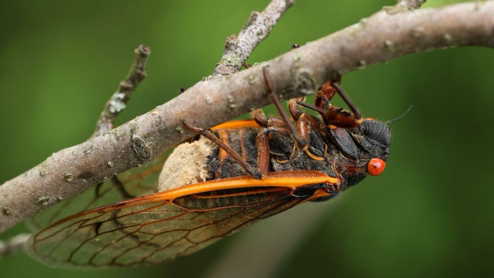 A Sexually Transmitted Fungus Is Making Trillions of Cicadas Hypersexual and Gay