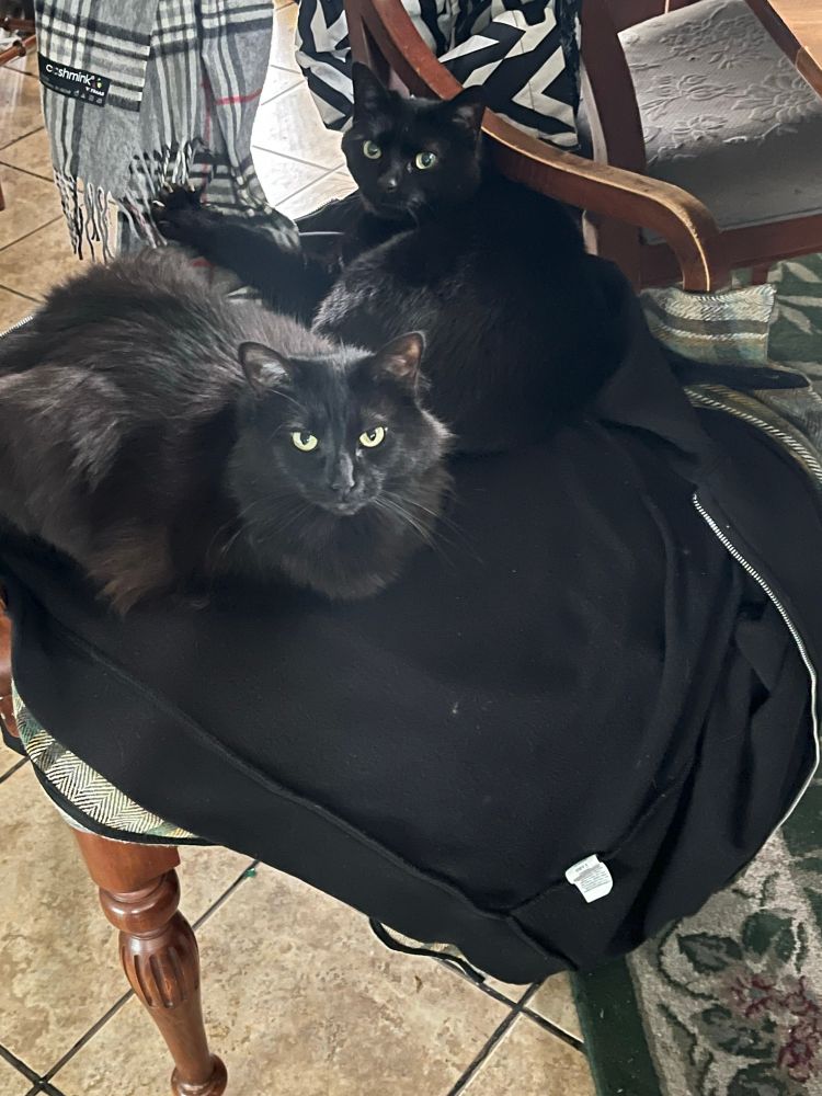 Two black cats cozying up to each other on a chair