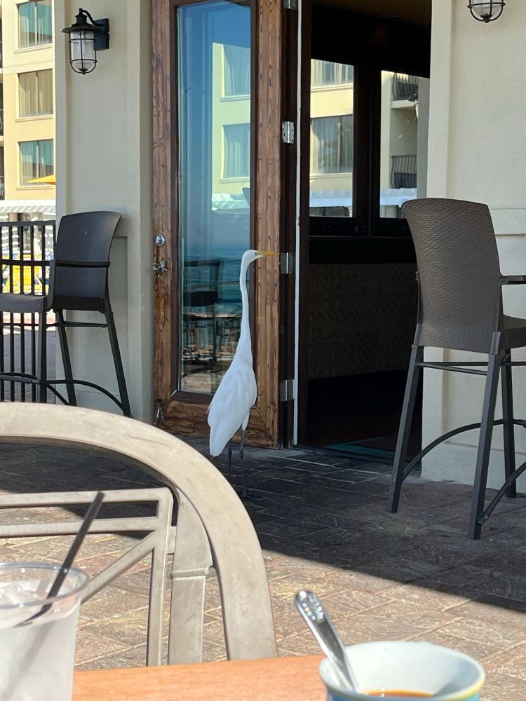 A big white bird standing in front of an open door