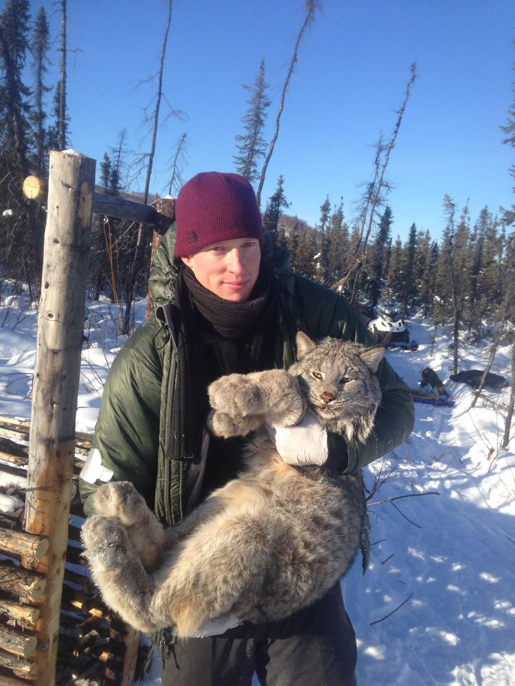 Study tracks traveling population wave in Canada lynx