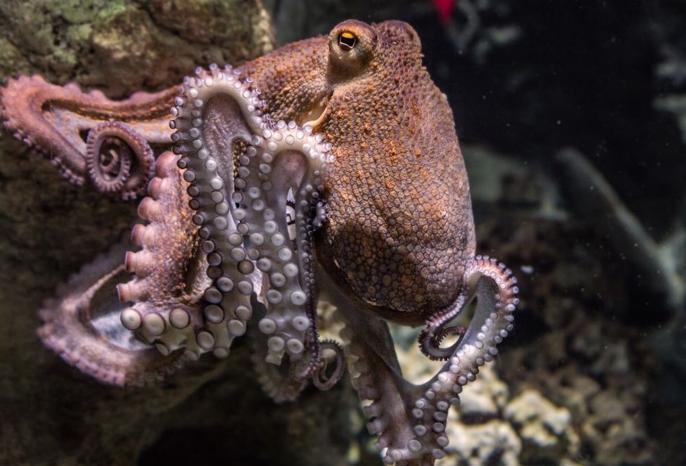 Octopuses work together with fish to hunt—and the way they share decisions is surprisingly complex