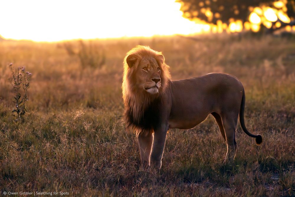 Blondie, a collared pride male lion in Zimbabwe’s Hwange area, has been trophy hunted after being baited, leaving behind 10 cubs