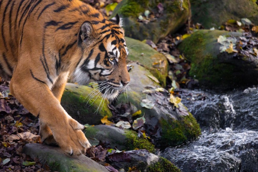 47 tigers dead in Vietnam zoos due to bird flu: State media