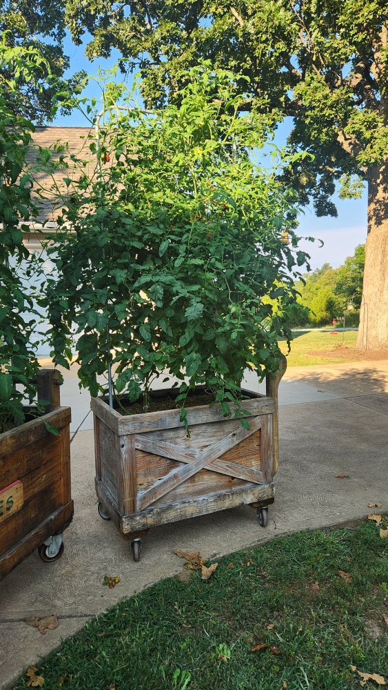 Garden cart with 2 grape tomato plants.