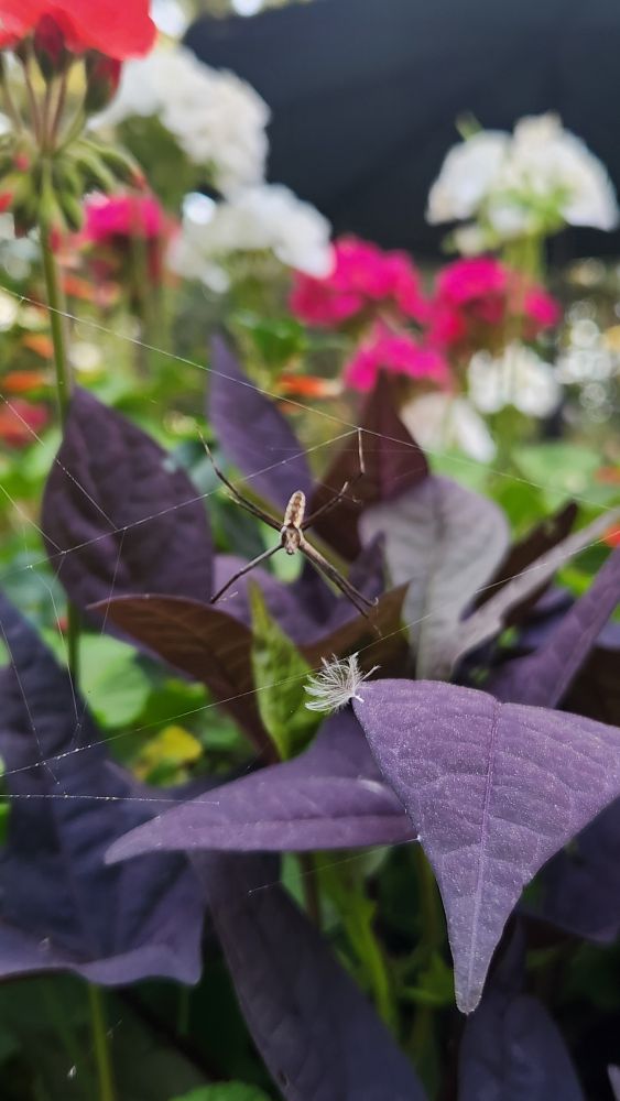 Small black and yellow spider on its web amongst purple leaves and flowers.