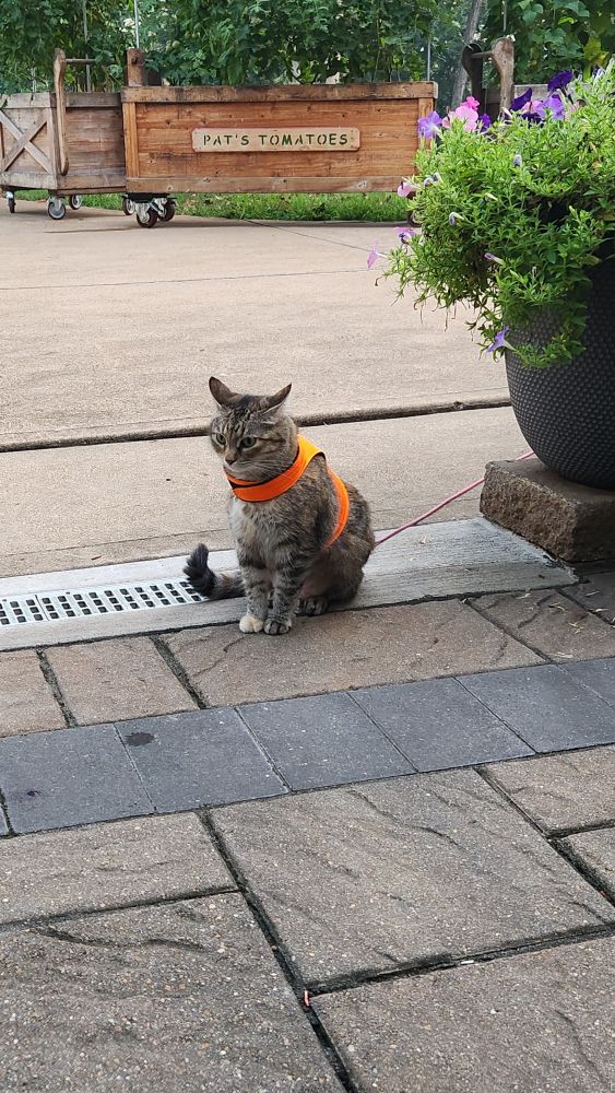 Tabby cat with an orange vest sitting on a driveway.  Potted plants are next to her with pink & purple petunias. Wooden carts in the background with tomatoes growing in them. 