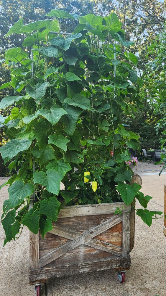 Garden cart with cucumber,  peppers, and green beans.