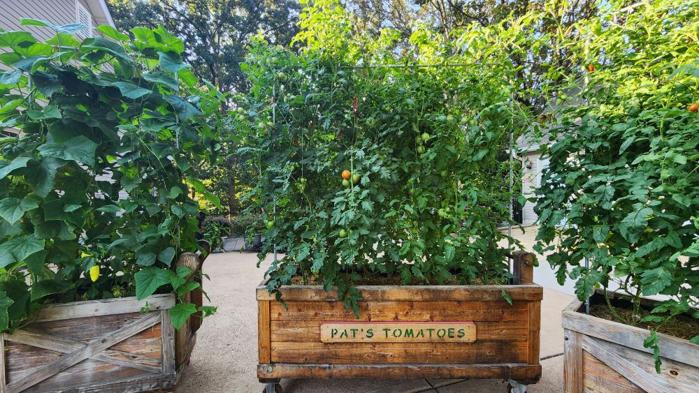 3 garden carts. Center cart contains 4 varieties of tomatoes. 