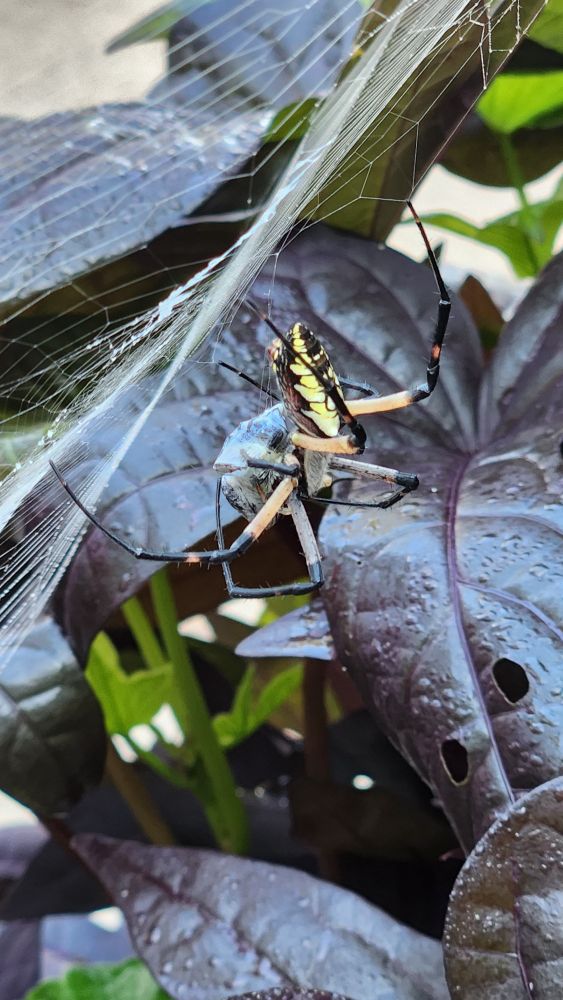 Large Yellow Garden spider on its web with its latest catch of a bumblebee.  Dark purple leaves in the background. 