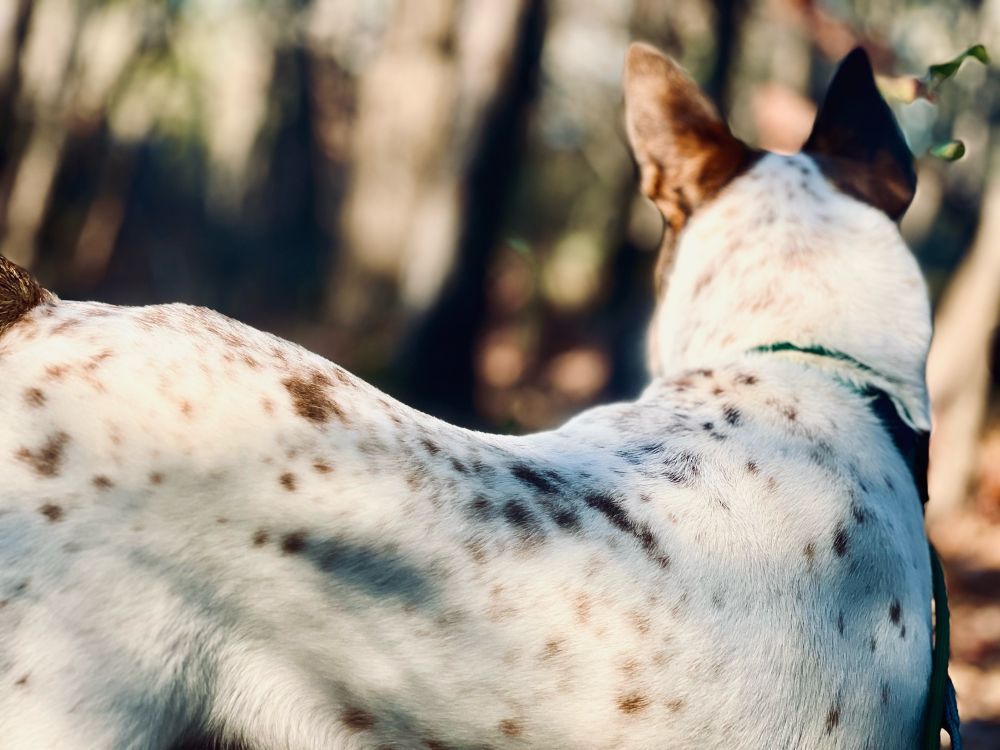 Image of a medium dog looking in opposite direction outside in the woods. The dogs is white, spotted with brown/tan markings.