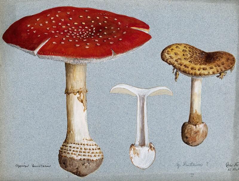 Three mushrooms. The largest is red capped and bulbous rooted, the smallest is white and quite thin and the medium one is brown with little nubbley bits on the top.
