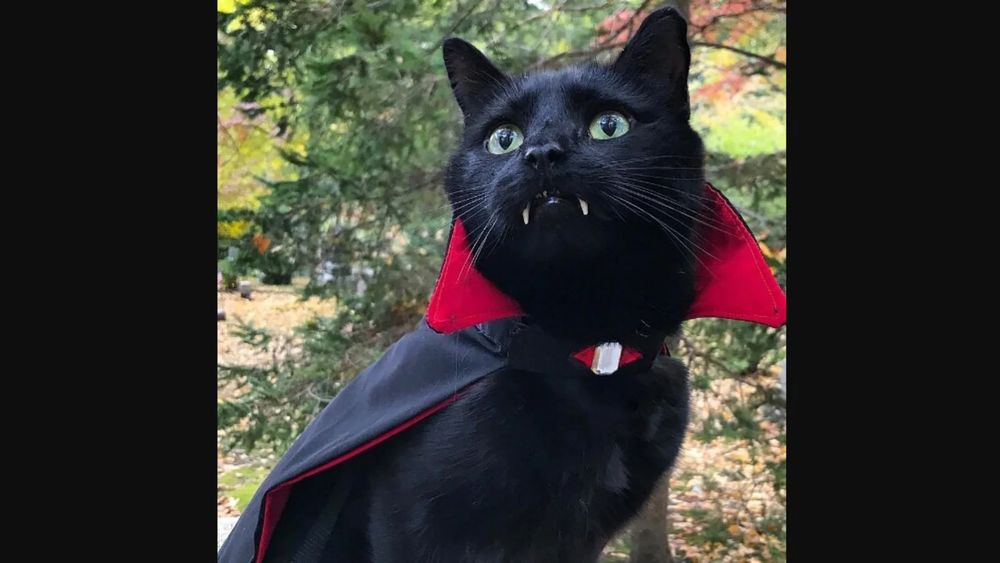 a black cat with vampire fangs wearing a vampire cape.
