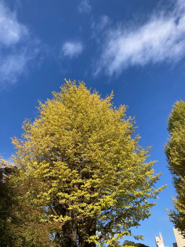 銀杏と青空