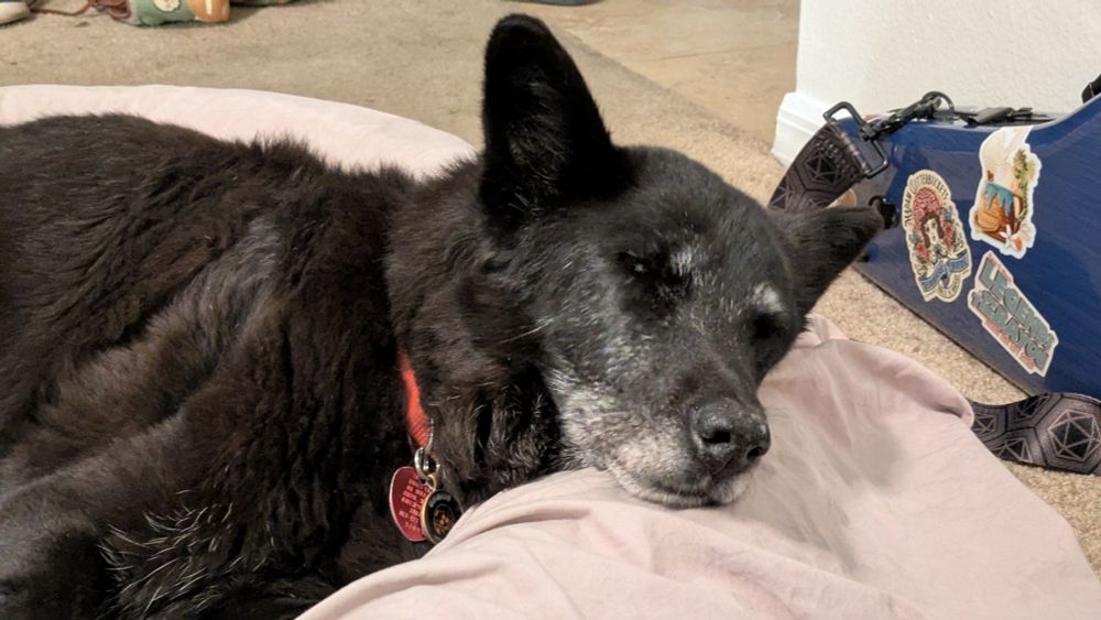 A black dog with a graying muzzle snoozes on her bed. She has a red collar and an instrument case is behind her.