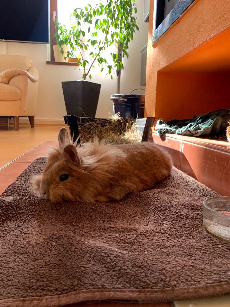 Lionhead bunny lying on a towel…free in the living room…