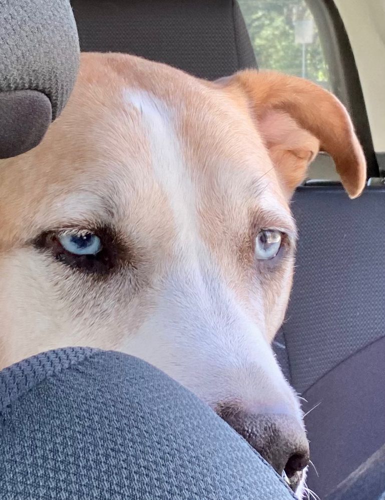 Dog peeking from back seat of car