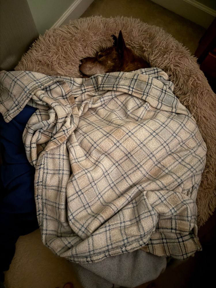 Tiki snuggled in some blankets 