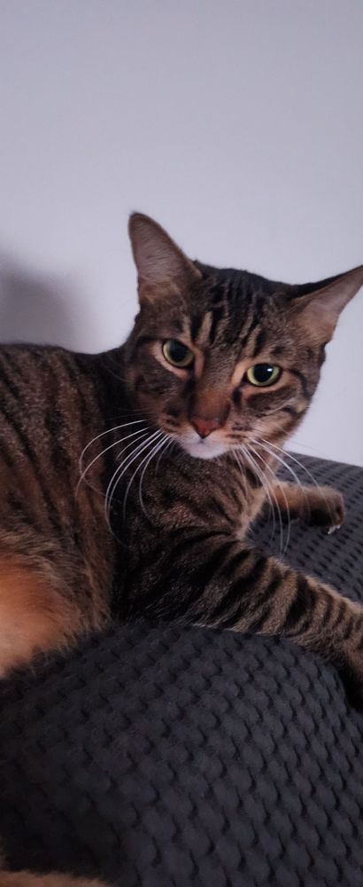 Photo de mon Terton juste parce qu'il m'a trop manqué et qu'il me tient compagnie en cette nuit jet lagienne