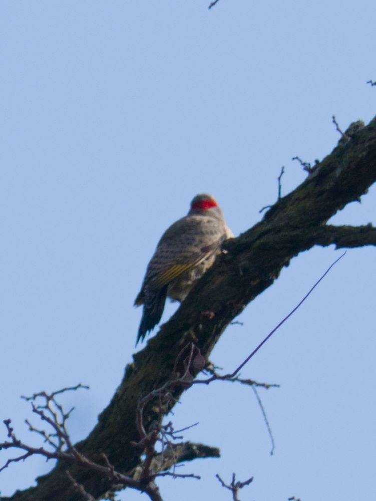 A Northern Flicker woodpecker perched on a large, dark tree branch against a clear blue sky. The bird is facing its head away from the camera, clearly displaying the red horizontal stripe on the back of its head.

Burlington, NJ, USA