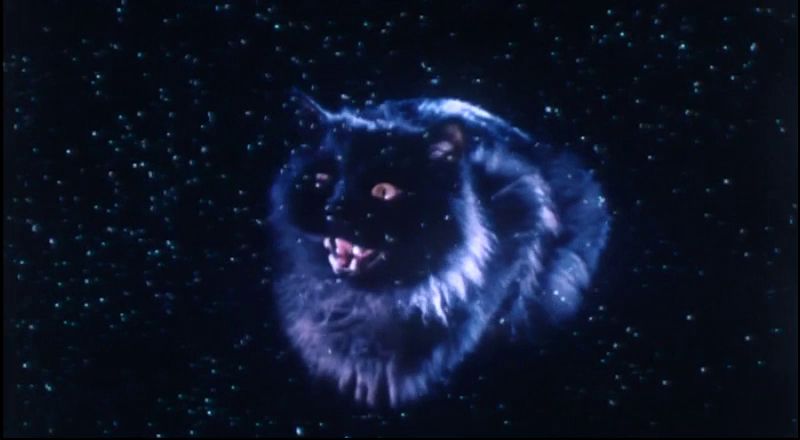 Meet General, the wee black cat that's the main protagonist of the 1992 film The Cat. Same director of the live-action Riki-Oh film, by the way.
