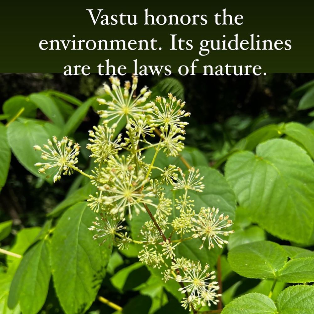 Vastu design based on laws of nature honors environment. Healthy blooming green plant photo. 