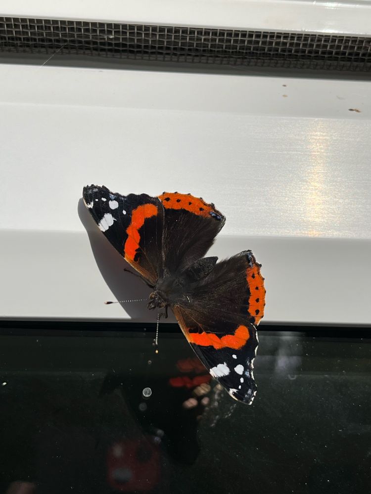 A red admiral resting and unusually for the UK, active in early October