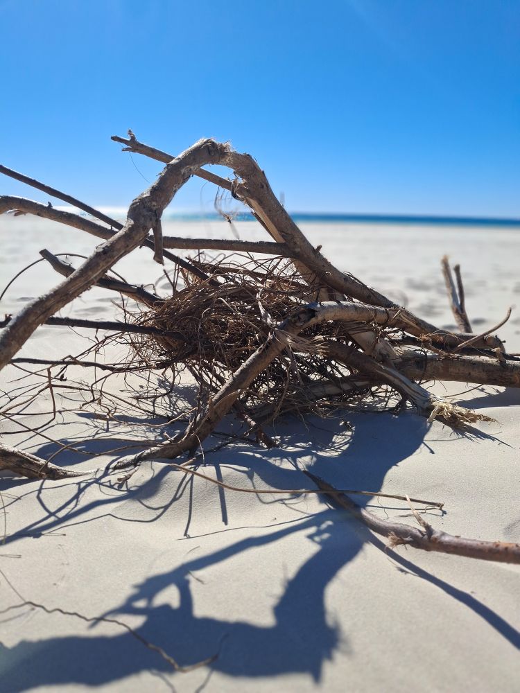 Driftwood on a beach, shadow falling on the sand, blue sea and sky in distance 
