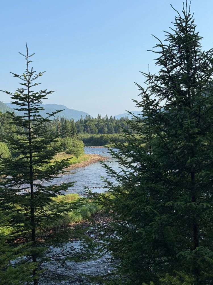 Obstructed view of the river with spruce trees in the foreground 