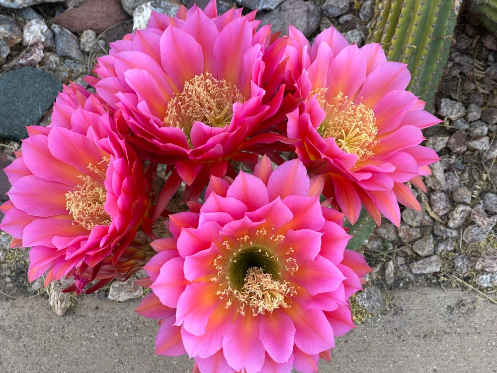 Pink Argentine giant cactus blooms