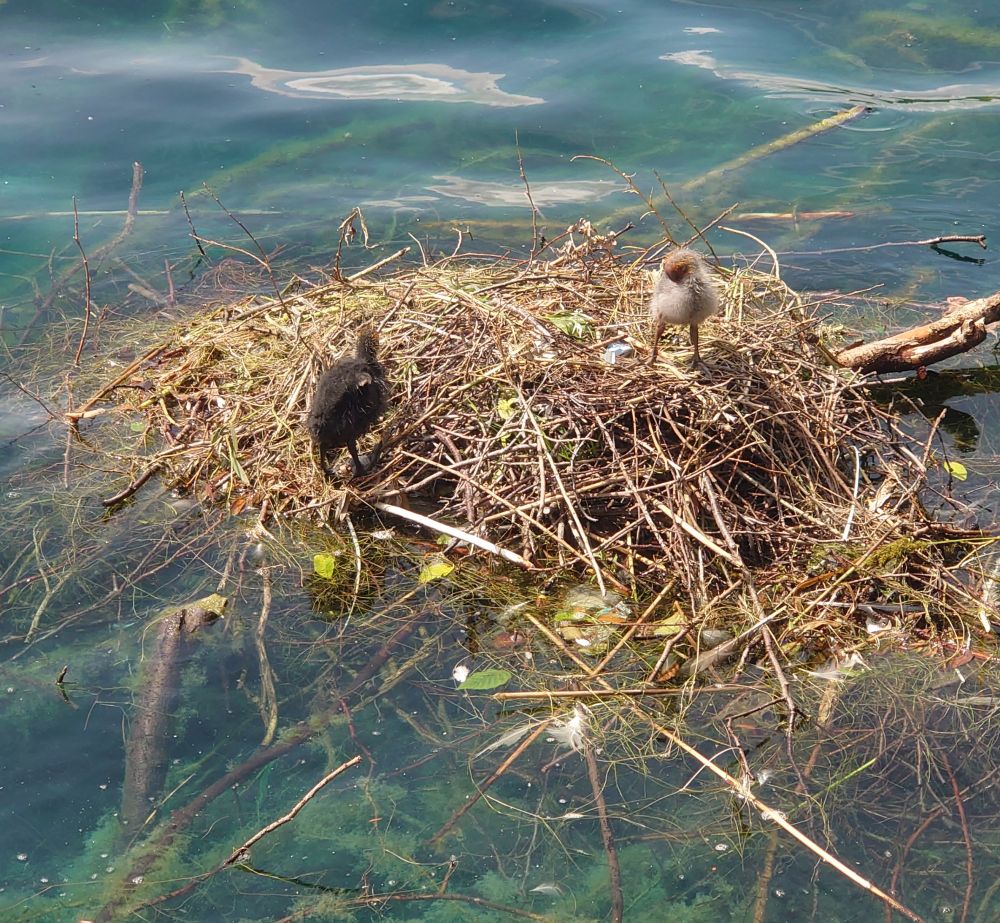 Two chicks stand opposite each other on a large floating nest.