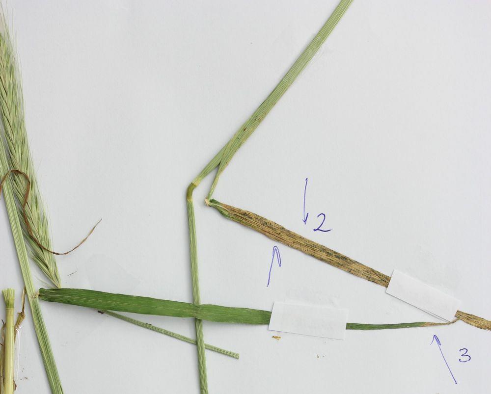 Herbarium sample with Septoria Speckled Leaf Blotch Symptoms