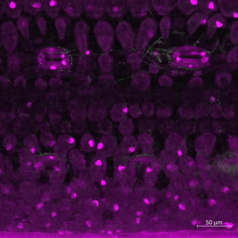 Zymoseptoria passerinii colonizing the apoplastic space of Hordeum murinum. Photo: Victor Flores