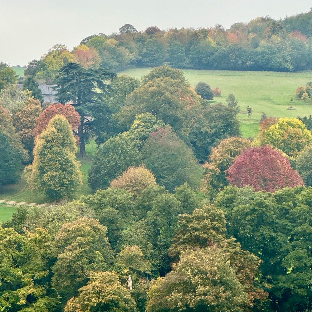 Photo of misty landscape with trees of different autumnal colours 