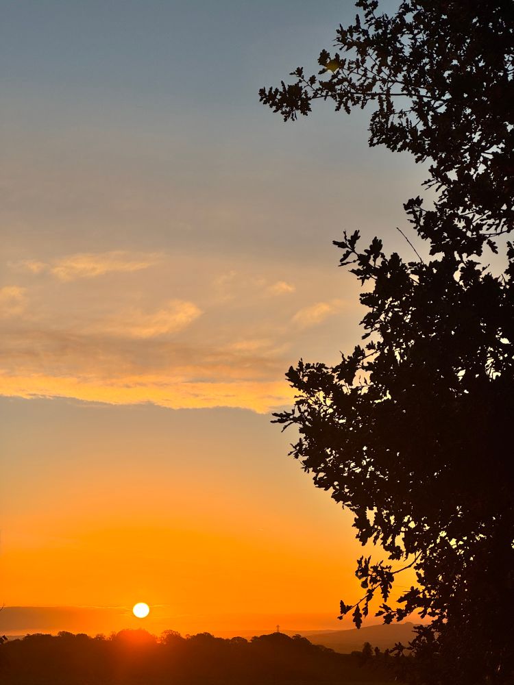 Sunrise with a blue orange sky and a silhouette of an oak tree to the right