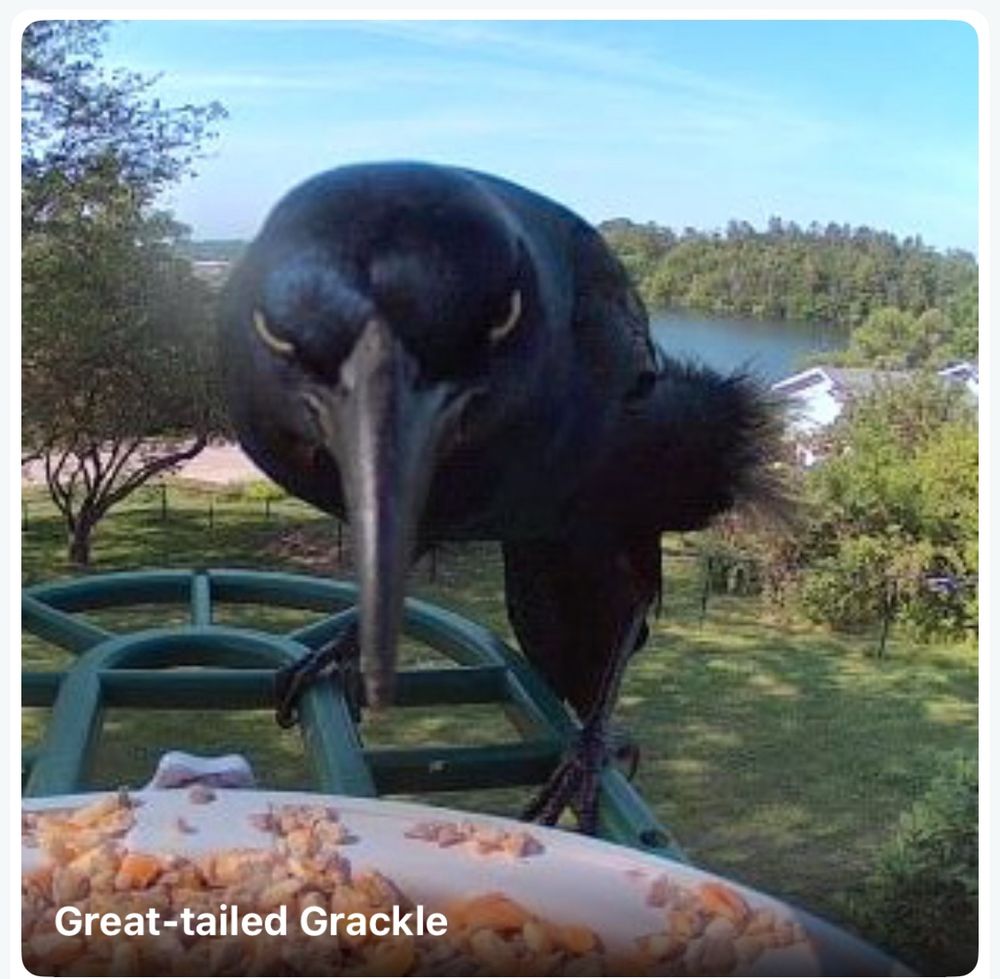 A black bird with a shiny blue head and a long black beak is looking menacingly into the camera