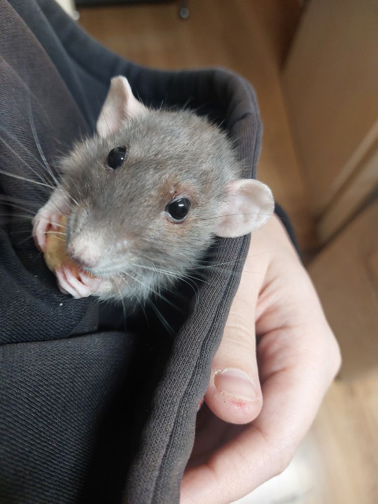 A gray dumbo rat sitting in a hood holding a treat with both hands. 