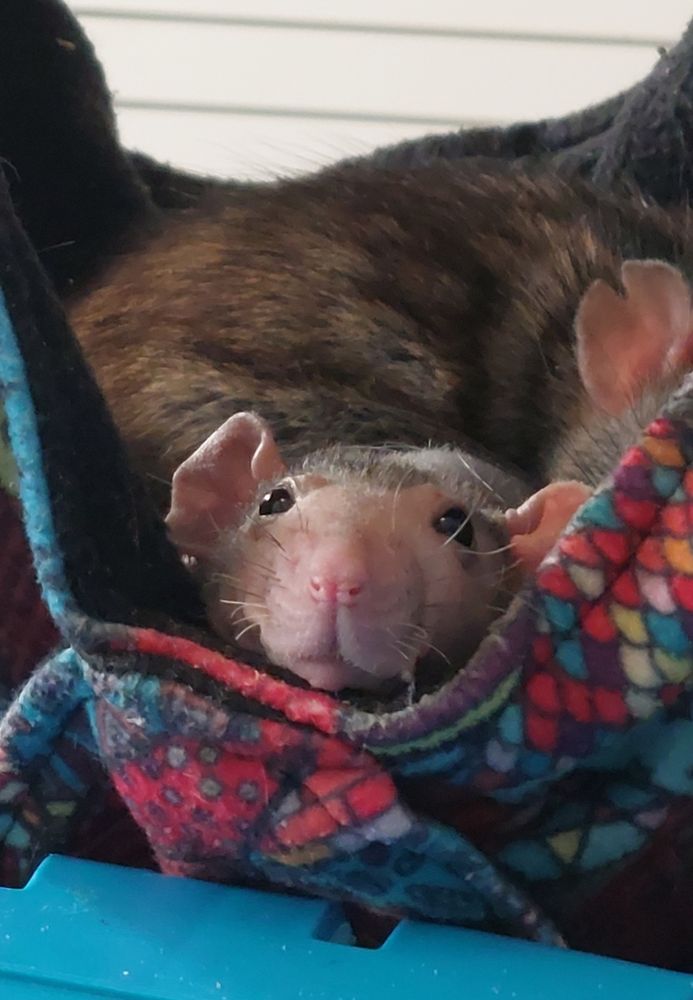 A 2 months old werewolf dumbo rat (naked with patches of black hairs on top of her head) in a hammock.