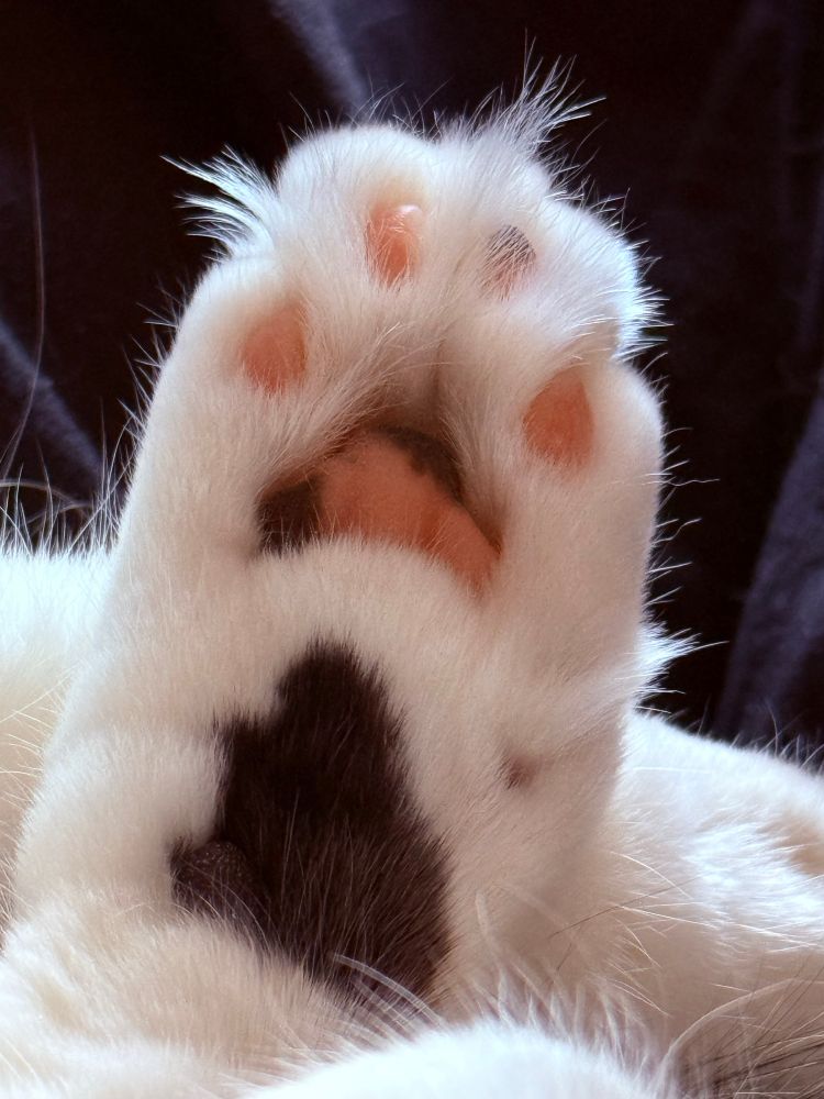 Tabby cats paw showing all the beans 