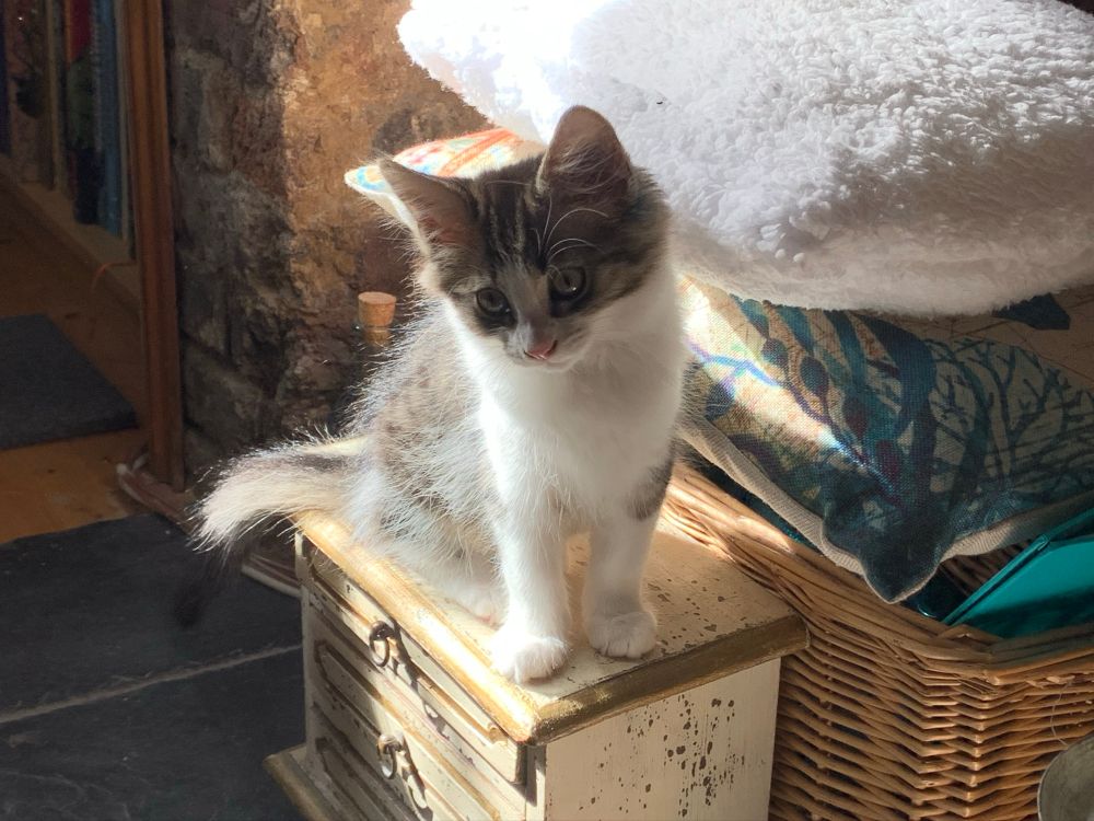 A tiny tabby kitten sitting on top of a tiny set of drawers. 
