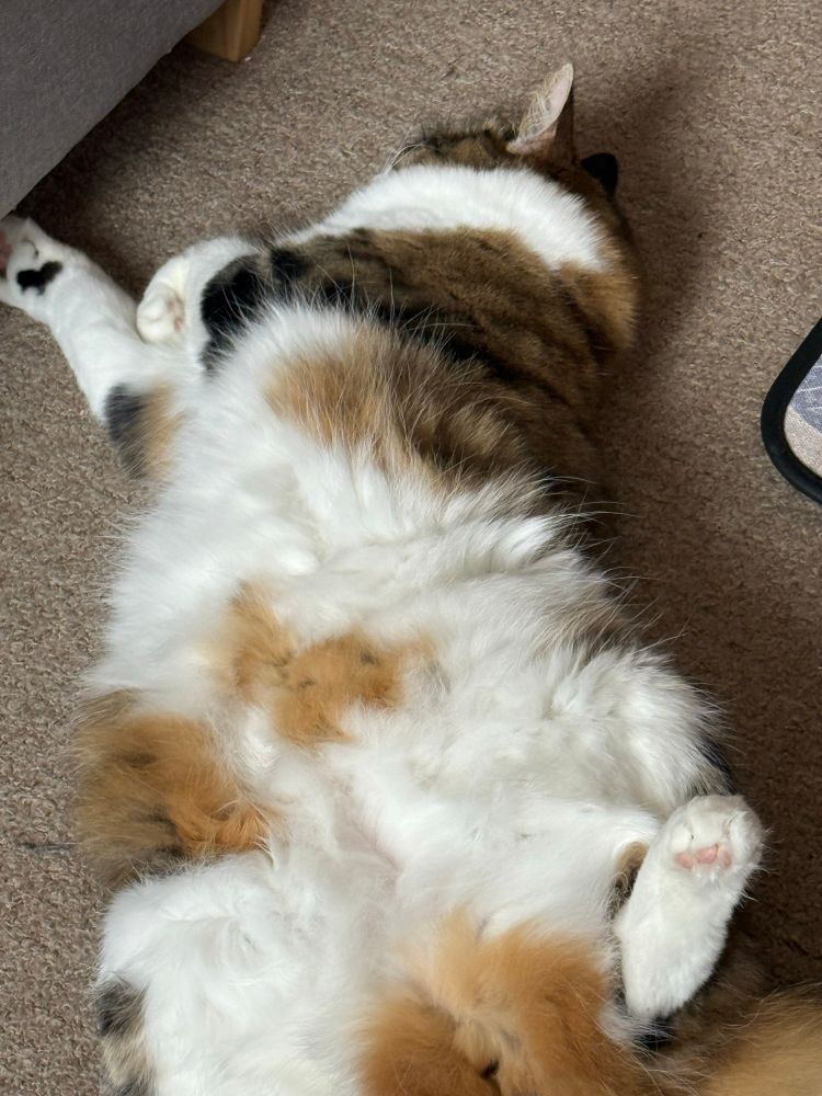 A tabby cat lays on her back stretched out, wilting in the heat 