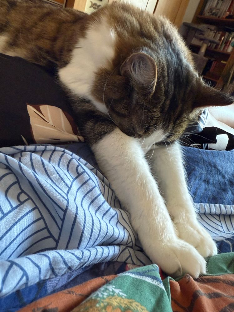 Tabby cat sleeps with her paws stretched out and her little nose tucked between them 
