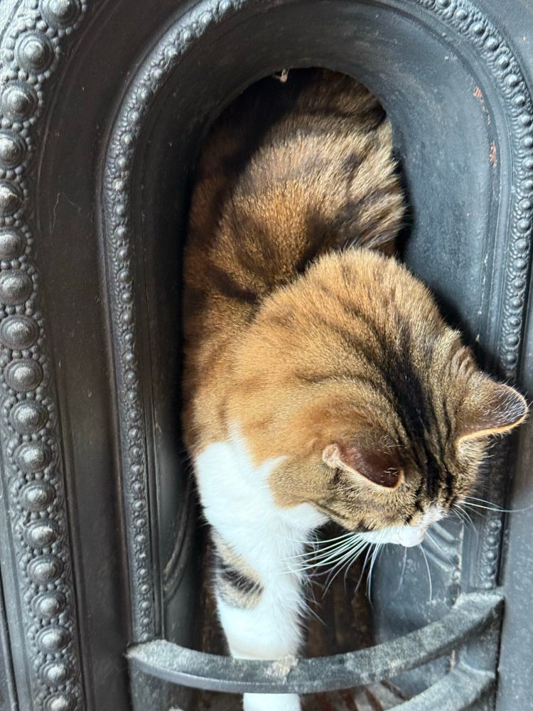 A tabby cat emerges from a fireplace 
