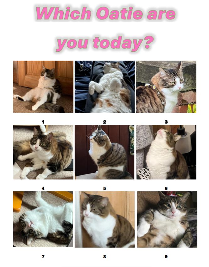 Which Oatie are you today?