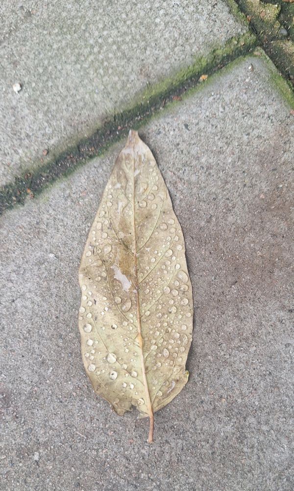 Leaf on pavement. Leaf covered in raindrops 