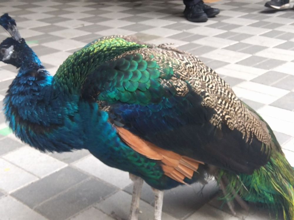 羽根の色　青、青緑、緑、金、黒、赤茶、あと砂色に焦げ茶の斑模様の羽根がある