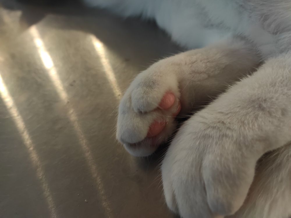 Cat toe beans