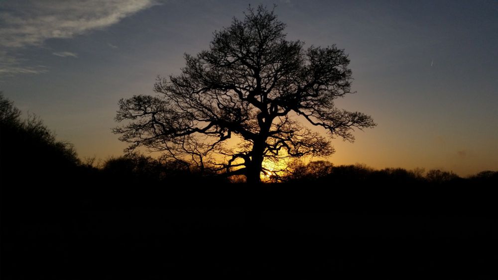 An oak tree in silhouette with the sun setting behind it