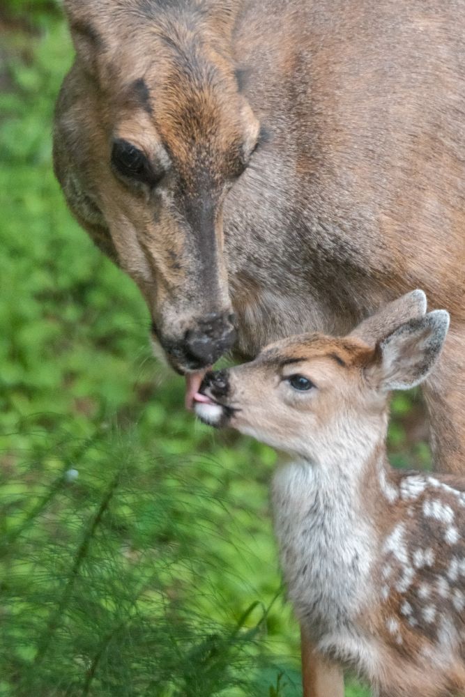 Mother deer and fawn. 🦌 Mutual 😛