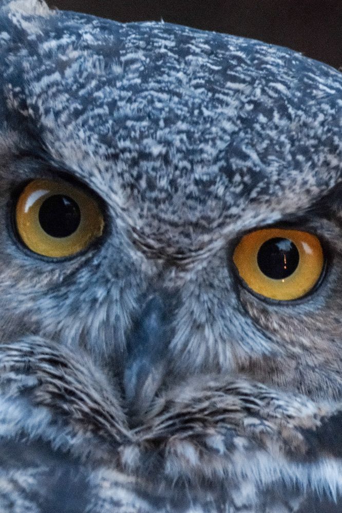 A great horned owl staring straight at the viewer. Its eyes are bright yellow. Its feathers are a mix of browns and greys. 