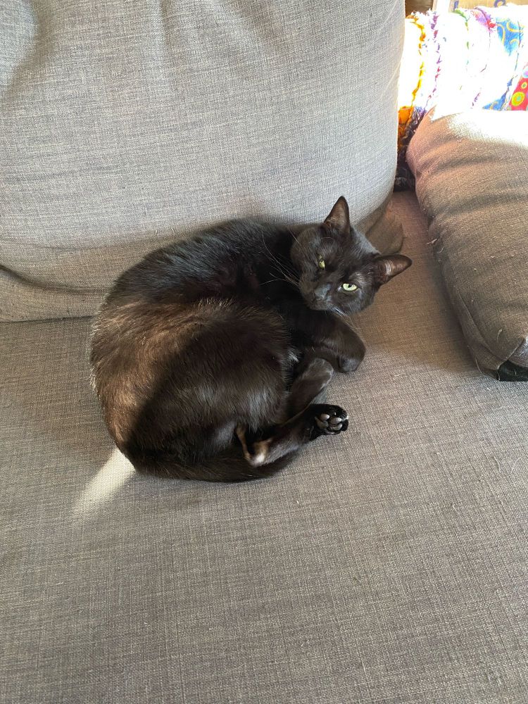 a black cat curled into a ball on a grey couch. the cat looks recently disturbed from slumber, and appears to be torn between grumpin and being happy to see who woke him 